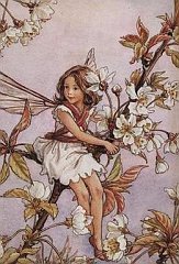Cecily 3
